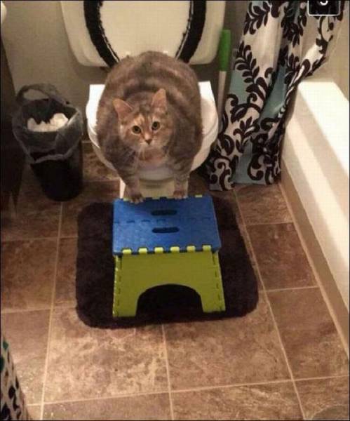 Content Image