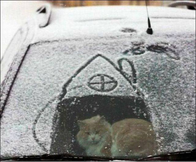 Content Image