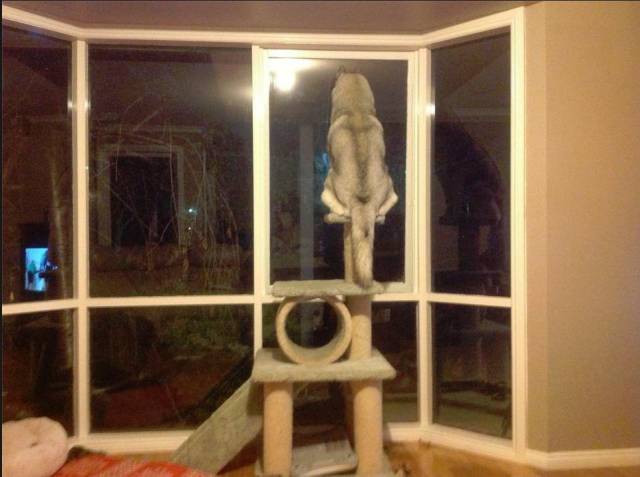 Content Image