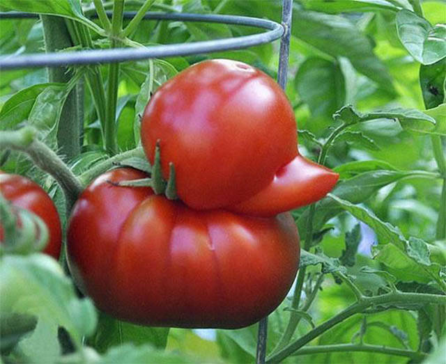 Content Image