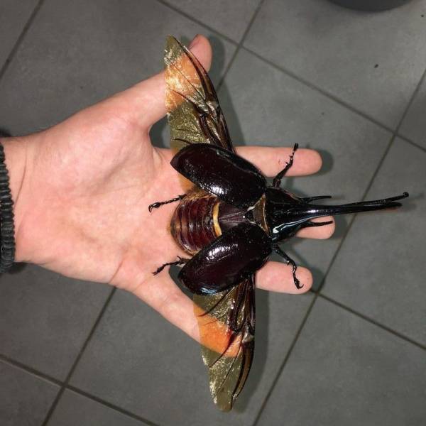 Content Image
