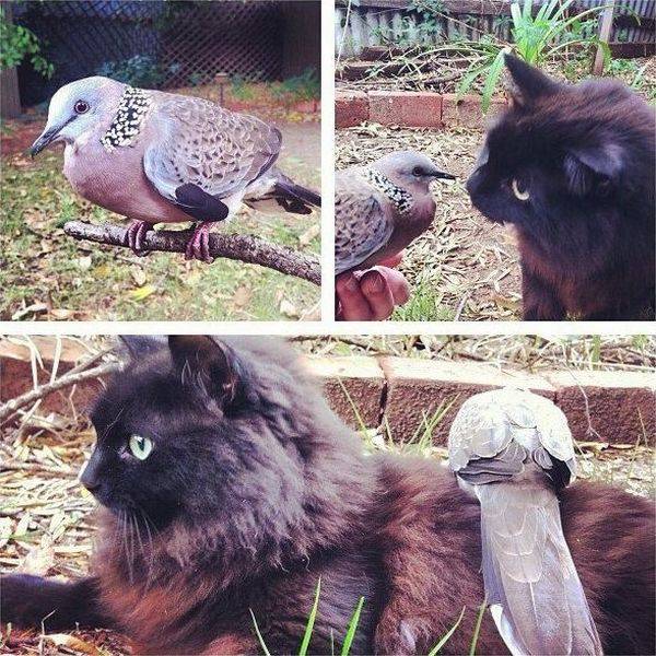 Content Image