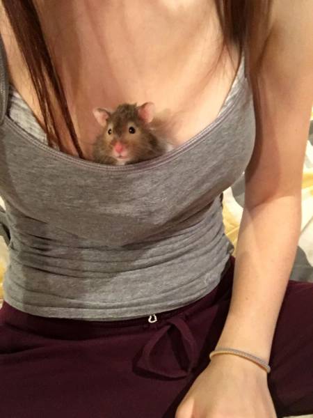 Content Image