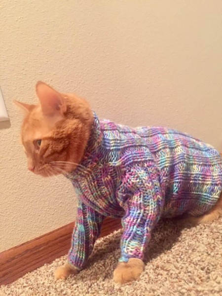 Content Image