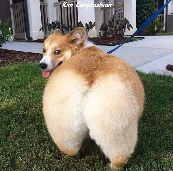 Content Image