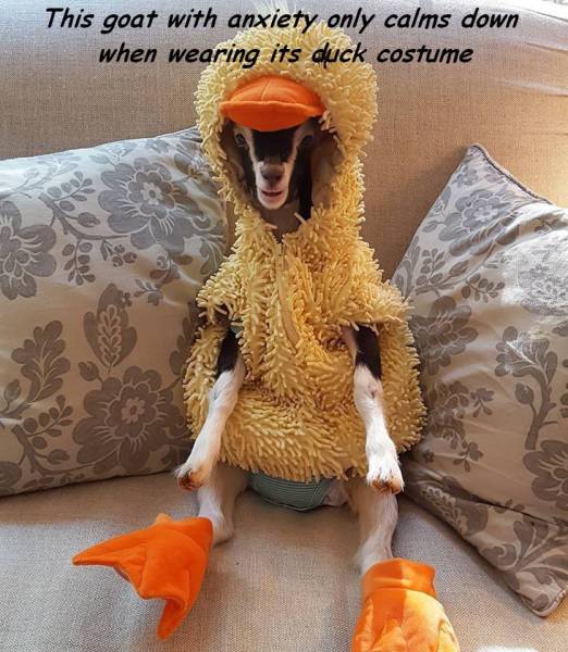 Content Image