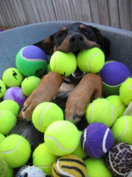 Daily Picdump
