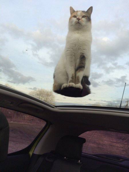 Content Image