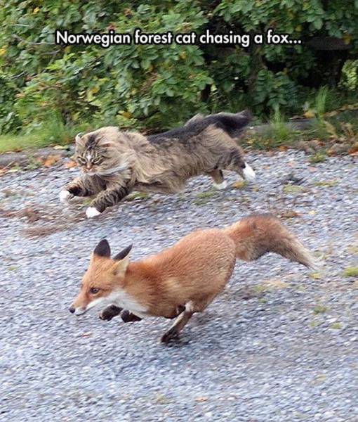 Content Image