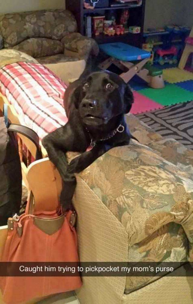 Daily Picdump