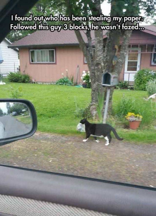 Content Image