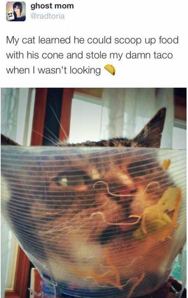 Content Image