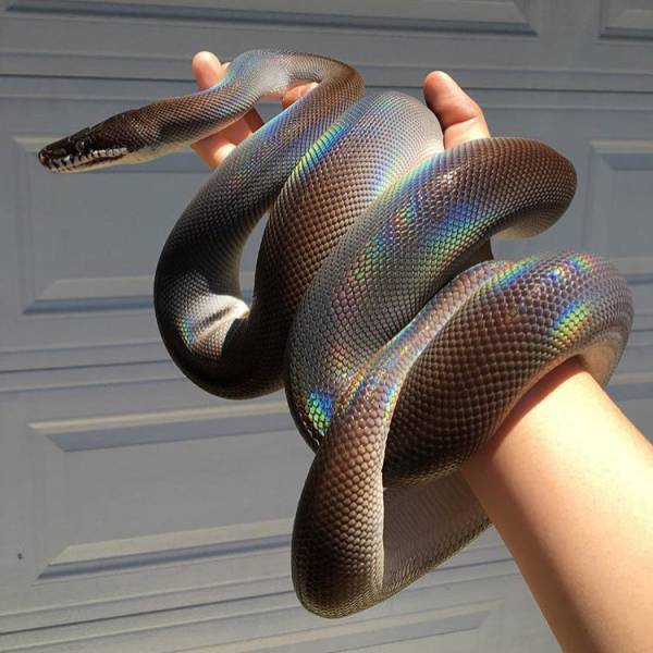 Content Image