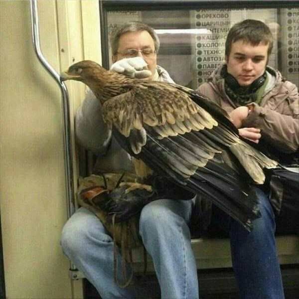 Content Image