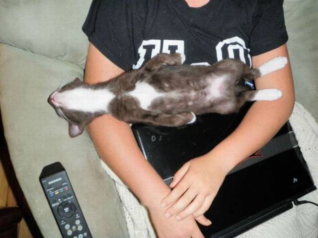 Content Image