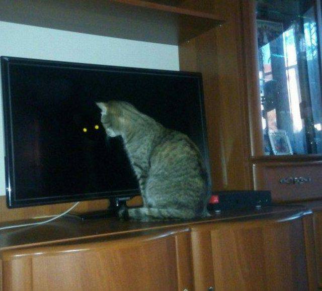Content Image