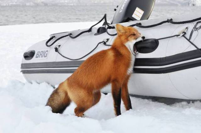 Morning Picdump