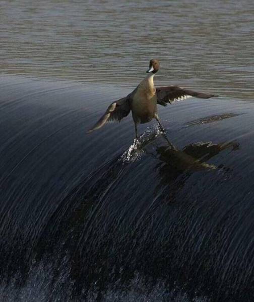 Daily Picdump [WEEKEND EDITION]