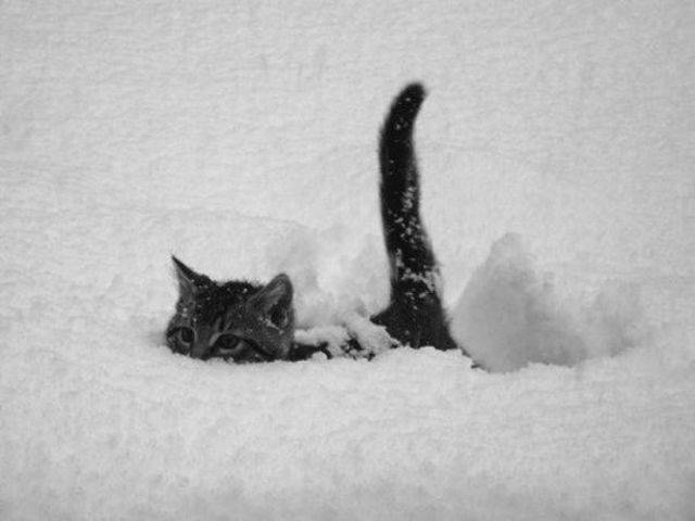 Daily Picdump