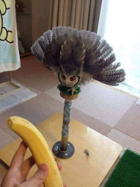 Daily Picdump