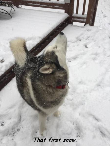 Daily Picdump