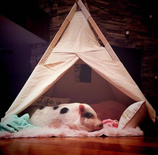 Daily Picdump