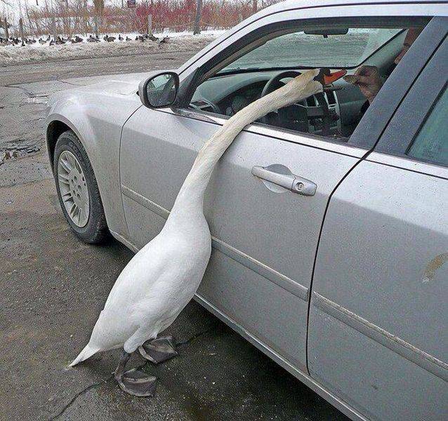 Content Image