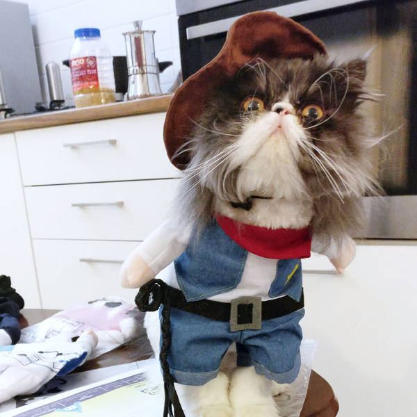 Content Image
