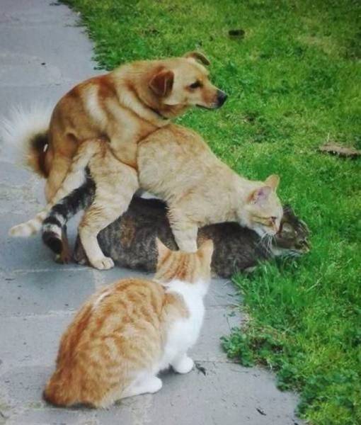 Content Image