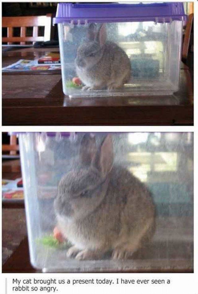 Content Image