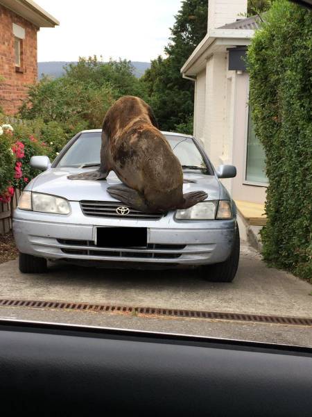 Content Image