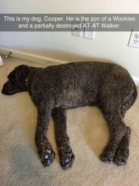 Daily Picdump