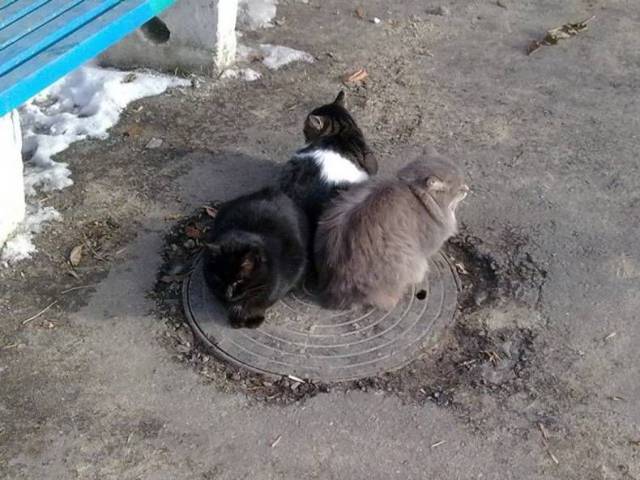 Content Image