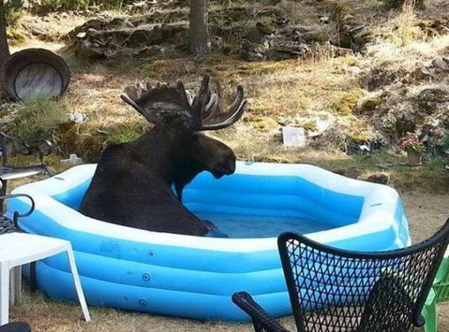 Content Image