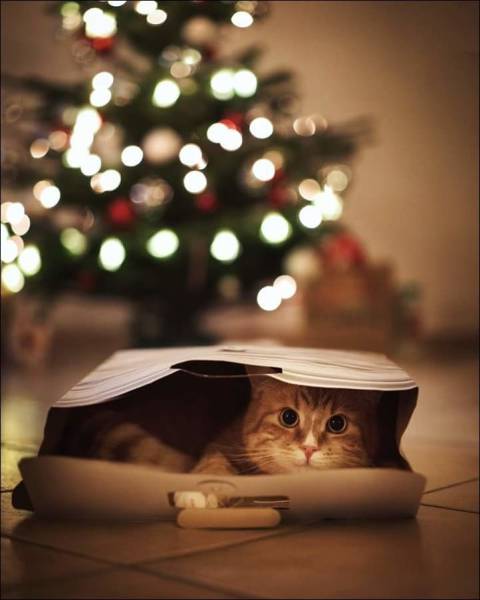 Morning Picdump