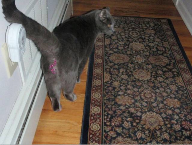 Daily Picdump