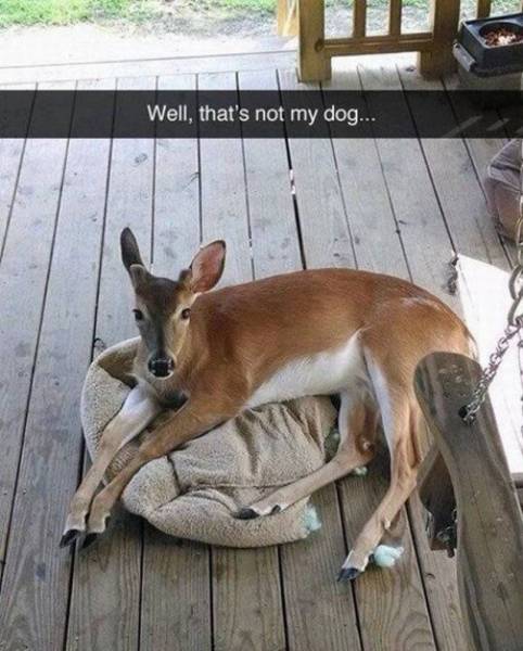 Content Image