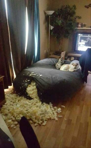 Content Image