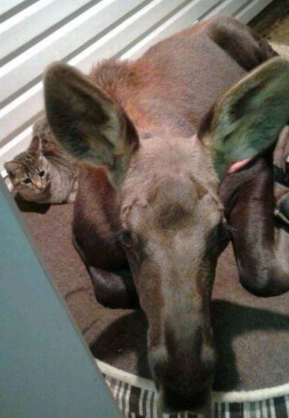 Content Image