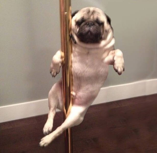 Daily Picdump [WEEKEND EDITION]