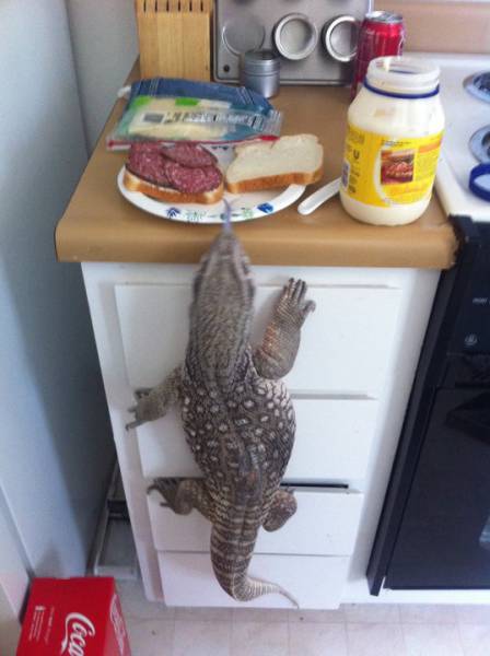 Content Image