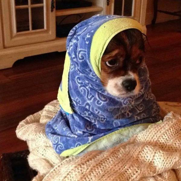 Content Image
