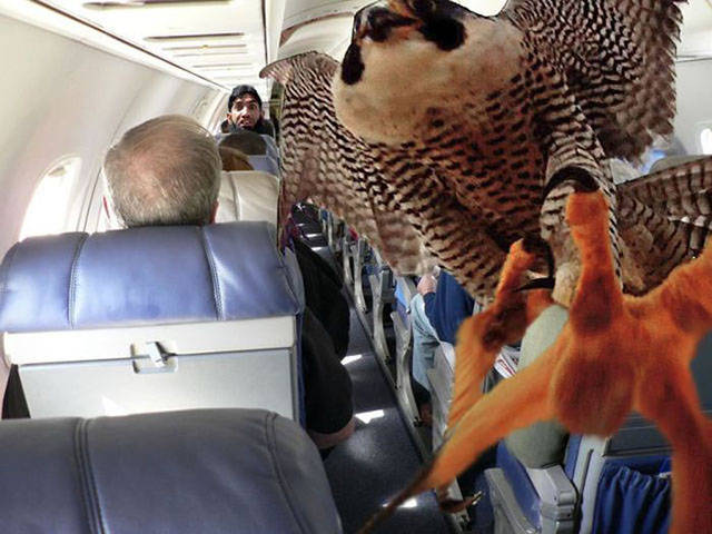 Morning Picdump