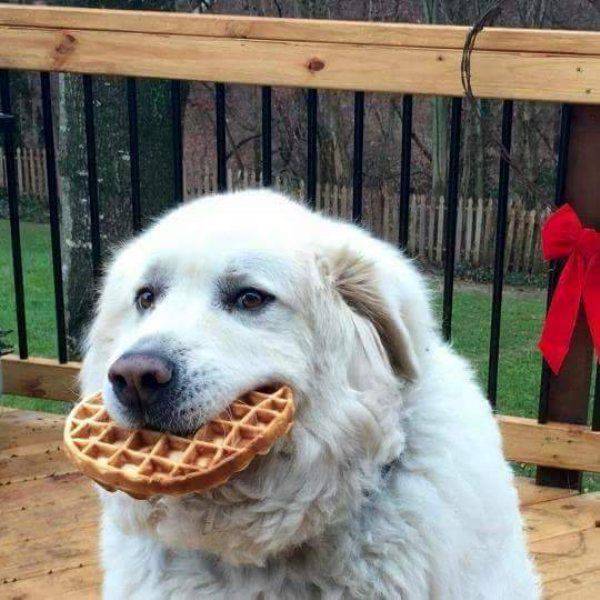 Content Image