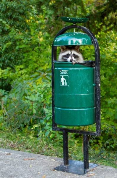 Content Image
